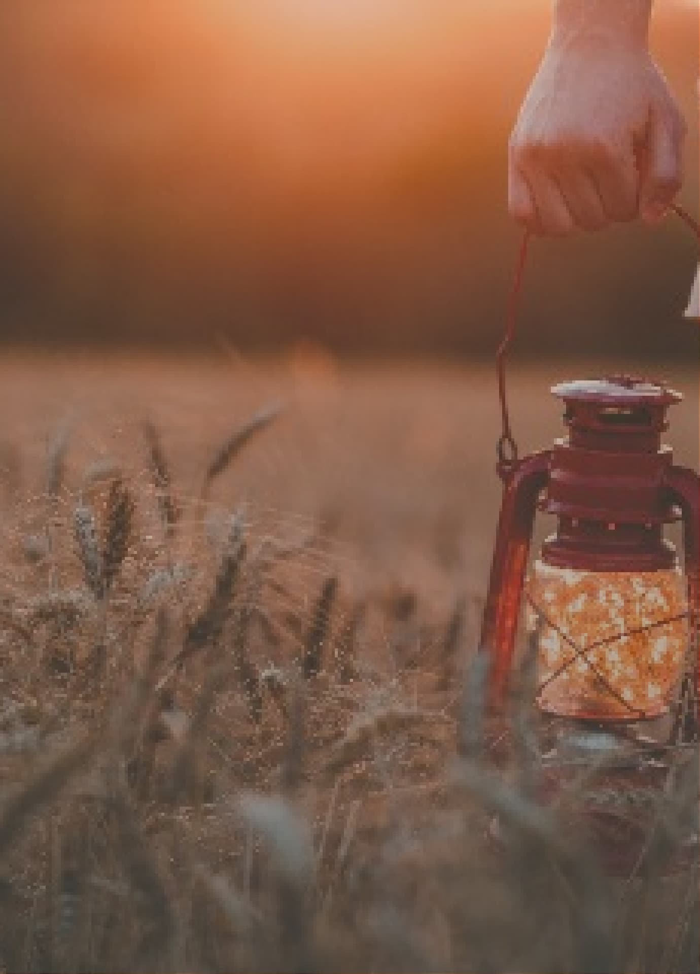 Two hands holding a heart-shaped plant